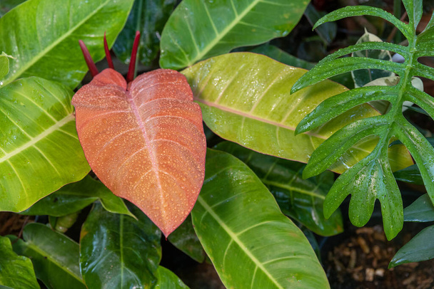 Close-up de gotas de chuva na folha de Philodendron vermelho - Foto, Imagem