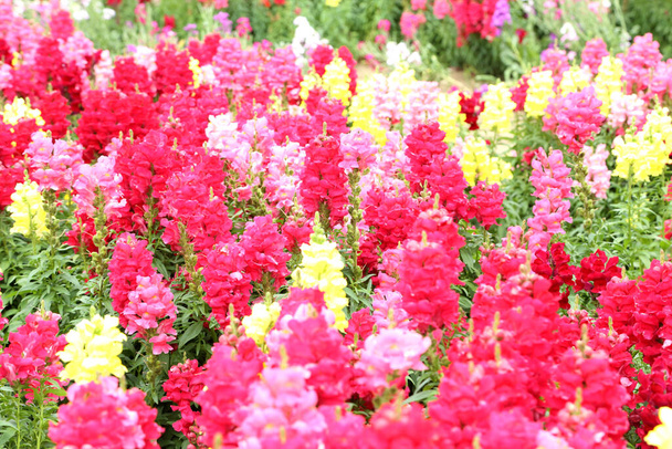 A gyönyörű vörös és rózsaszín snapdragon a kertben. - Fotó, kép