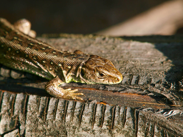A closeup shot of a female sand lizard on a wooden surface in Austria - Photo, Image