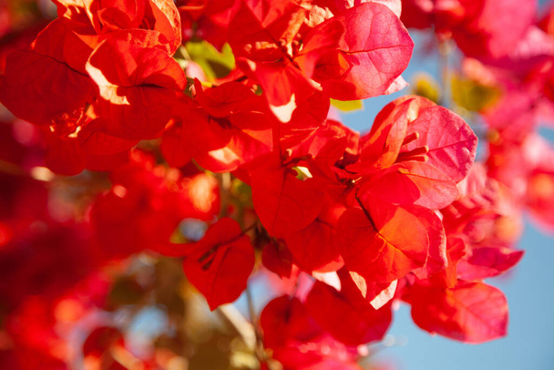 A closeup of bright great bougainvillea flowers - Фото, изображение