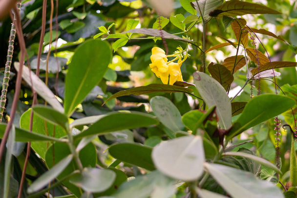 The beautiful yellow Senna Corymbosa flowers growing in the garden amid dense leaves - 写真・画像