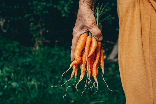 Carrots harvest in very old womans hand. - Foto, Imagem