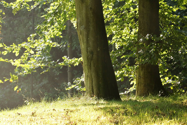 Kaunis vihreä metsä, jossa paksut puunrungot - Valokuva, kuva