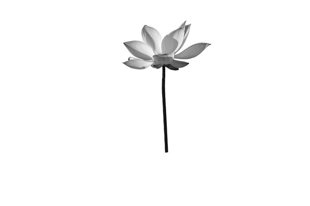 Fekete fehér Lotus virág elszigetelt fehér háttérrel. Fájl tartalmaz nyírás útvonal olyan könnyen kezelhető. - Fotó, kép