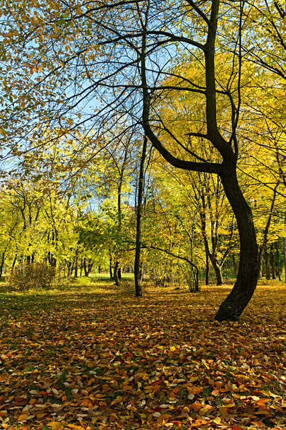 Autumn park - Fotó, kép