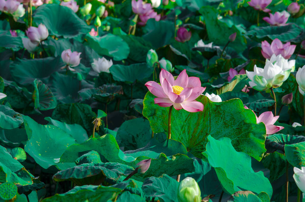 Close-up de flor de lótus na lagoa ao nascer do sol. Por milhares de anos, a flor de lótus tem sido admirada como um sagrado. - Foto, Imagem