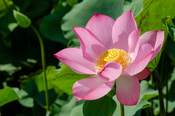 Primer plano de la flor de loto en el estanque al amanecer. Durante miles de años, la flor de loto ha sido admirada como un símbolo sagrado.
. - Foto, imagen