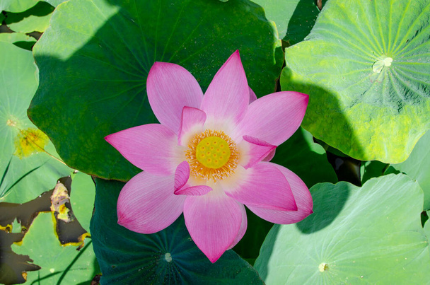 Zbliżenie kwiat lotosu na stawie o wschodzie słońca. Od tysięcy lat kwiat lotosu podziwiany jest jako święty symbol. - Zdjęcie, obraz