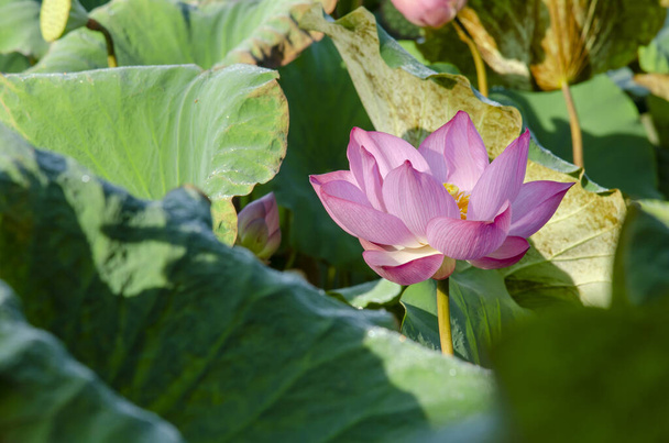 Gros plan de la fleur de lotus sur l'étang au lever du soleil. Depuis des milliers d'années, la fleur de lotus est admirée comme un symbole sacré
. - Photo, image