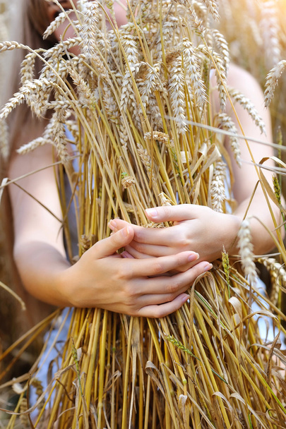 Women's hands embracing ears of wheat in field - Photo, image