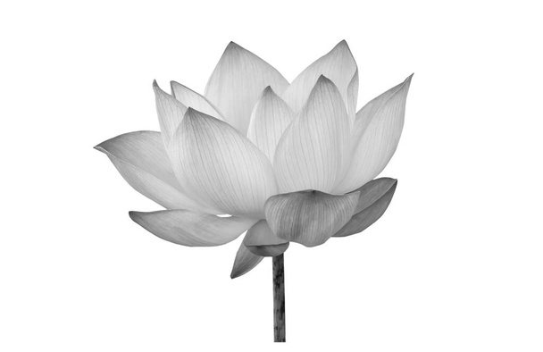 Schöne Lotusblume (Einzelne Lotusblume isoliert auf weißem Hintergrund) - Foto, Bild