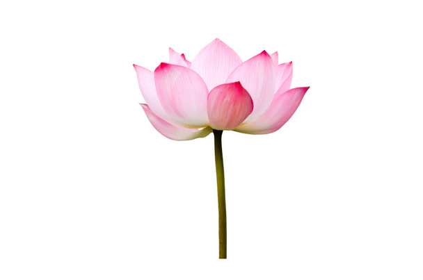 Rosa Lotusblume isoliert auf weißem Hintergrund. Datei enthält mit Clipping-Pfad so einfach zu arbeiten. - Foto, Bild