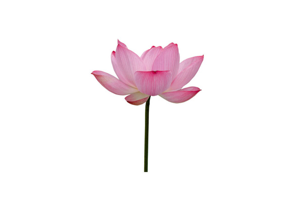 Rosa Lotusblume isoliert auf weißem Hintergrund. Datei enthält mit Clipping-Pfad so einfach zu arbeiten. - Foto, Bild