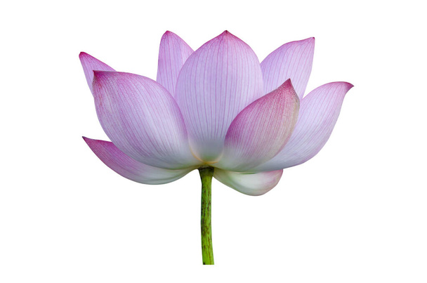 Różowy kwiat lotosu izolowany na białym tle. Plik zawiera ścieżkę wycinania tak łatwą w obsłudze. - Zdjęcie, obraz