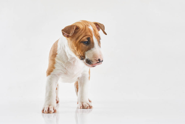 Miniature bull terrier puppy posing on white background. Portrait of a red or brown bull terrier in studio.Canine friend. Red dog. - Foto, Imagem
