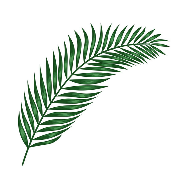 Trooppinen palmunlehtiä käsin piirretty vektori - Vektori, kuva