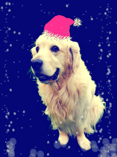 Aranyos kutya téli kalapban. Egy krémes fehér Golden retriever egy téli kalap egy pompa ül előtt egy sötét kék háttér alá hulló buborékok.  - Fotó, kép