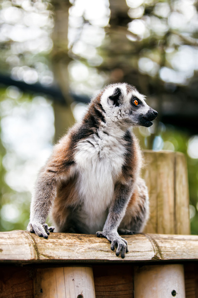 Ring-tailed lemur. - Foto, Imagen