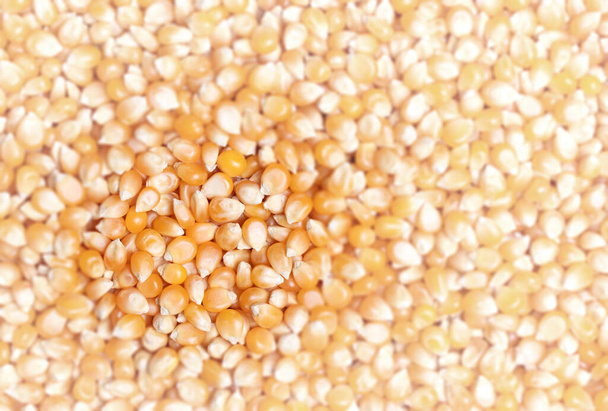 Popcorn kukuřice - Surové zrno, kompletní snímek - Fotografie, Obrázek