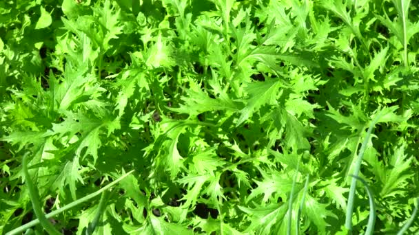 Blattsalatsenf. Brassica, Kultur mit dem Geschmack von Meerrettich und grünem Salat saftige Blätter mit Tropfen Morgentau. Selektiver Fokus. flache Aufteilung. Pflanze ist reich an Vitaminen und Mineralsalzen - Filmmaterial, Video