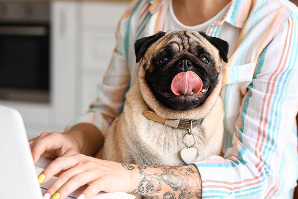 Young woman with cute pug dog using laptop in kitchen, closeup - Фото, изображение