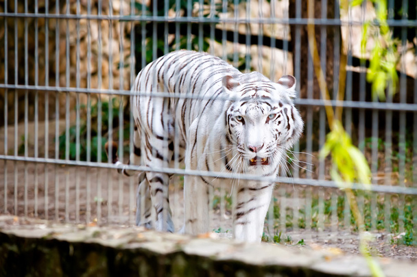 Tigre blanc
 - Photo, image