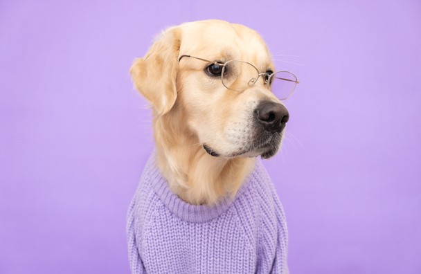 Un cane con gli occhiali e un maglione viola si siede su uno sfondo viola. Alla moda golden retriever vestito da programmatore o studente. - Foto, immagini