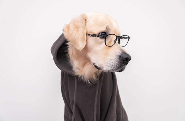 Un cane con gli occhiali in felpa grigio scuro siede su uno sfondo bianco. Golden Retriever vestito da programmatore o studente. - Foto, immagini