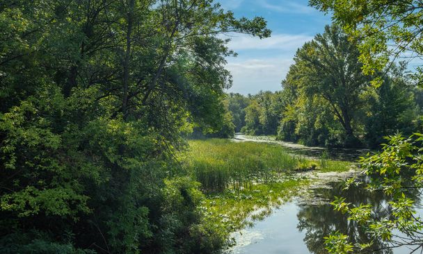Een riviertje met rustig water en bloeiende waterlelies langs de oevers stroomt in een bosrijke omgeving. Prachtige natuur. - Foto, afbeelding