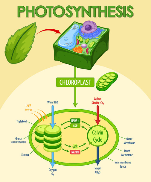植物イラストにおける光合成の過程を示す図 - ベクター画像