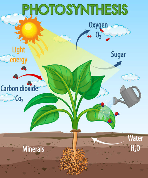 植物イラストにおける光合成の過程を示す図 - ベクター画像