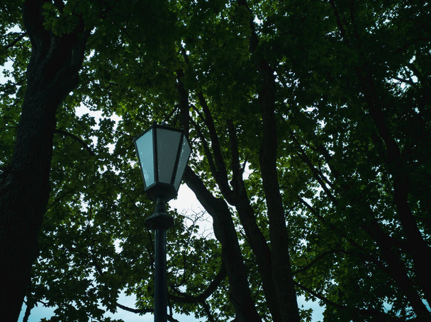 Verlichting lamp op een paal in een dicht park van bomen. Avond, schemering. Horizontale foto. - Foto, afbeelding
