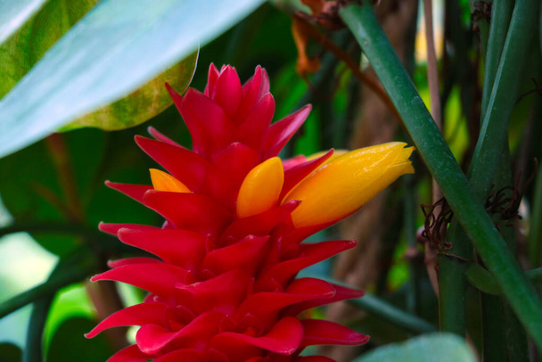 Yağmur ormanlarında çiçek açan bir ananasın yakın çekimi - Fotoğraf, Görsel