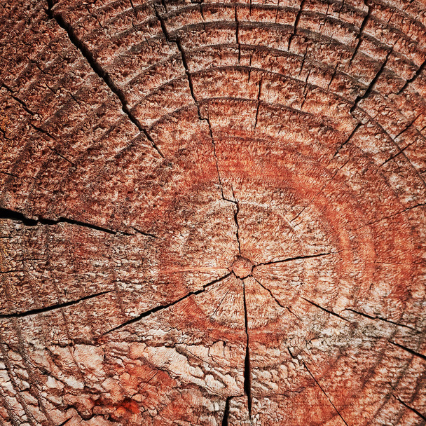 Old wooden cut surface with cracks and annual rings. - Valokuva, kuva