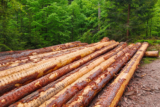 Деревянные стволы лежат в куче. Вырубка лесов. Добыча древесины. Экологические проблемы - Фото, изображение
