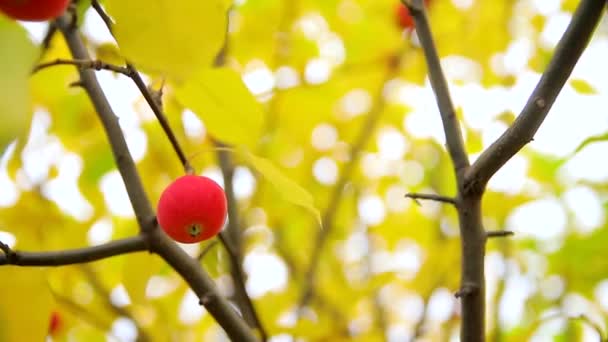 Kleine reife rote Äpfel an einem Zweig mit grünen und gelben Blättern. Herbsternte der Äpfel der Sorte "Ranetki". - Filmmaterial, Video