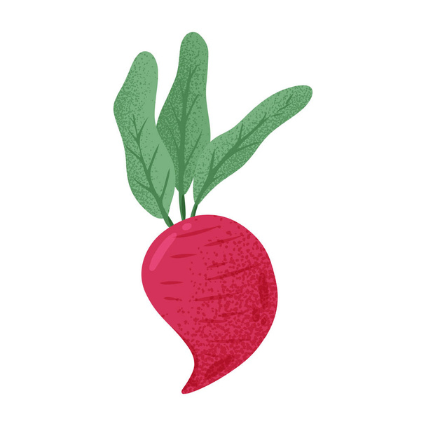 Vektorhandgezeichnete Rote-Beete-Illustration. Helles Rübengemüse isoliert auf weißem Hintergrund. - Vektor, Bild