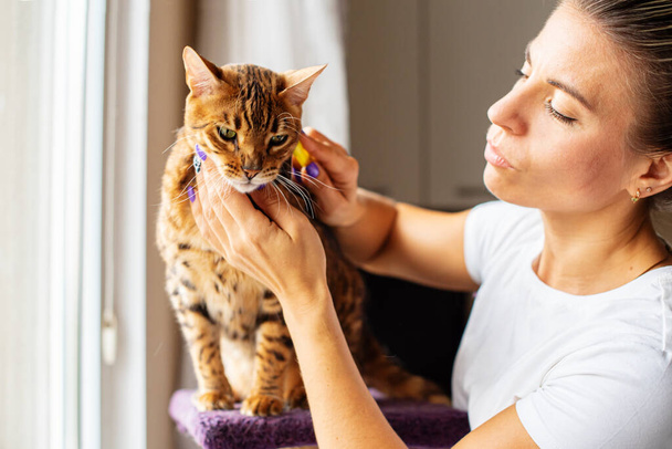 Mujer peinando la piel de un gato de Bengala con cepillo. Mujer cuidando a su mascota quitándole el pelo en casa. Aseo de gatos, peinado de lana. Expresa la muda. Hermoso gato en un salón de belleza. Aseo de animales, peinando el cabello - Foto, imagen