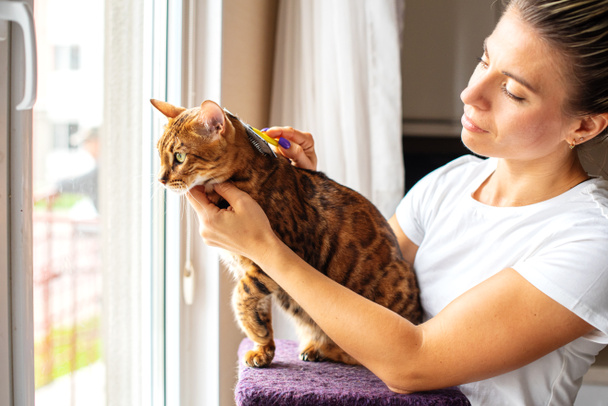Woman combing fur of a Bengal cat with brush. Woman taking care of pet removing hair at home. Cat grooming, combing wool. Express molt. Beautiful cat in a beauty salon. Grooming animals, combing hair - Foto, Imagen