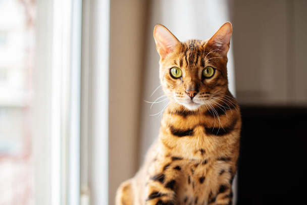 カメラを見てかわいいベンガル猫の肖像画を閉じます。猫は家の中にいて、窓のそばにいて、猫の家の猫の棚にいます。ペットのコンセプト、ペットに優しいケアのコンセプト. - 写真・画像