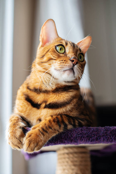 Portrait of a cute Bengal cat looking in camera, Close up. Cat in the home interior, staying stay by the window, on a cat's shelf of a cat's house. Pets concept, pets friendly and care concept. - Photo, Image