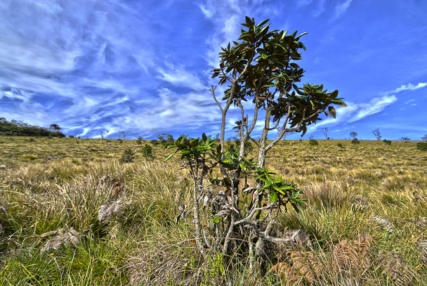 Horton Plains on Sri Lankan saari - Valokuva, kuva