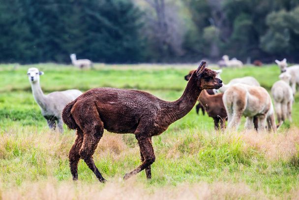  Eine Herde mehrfarbiger Lamas weidet nach einem Haarschnitt auf einem grünen Rasen. Tierzuchtbetrieb für Wolle und Fleisch. Das Konzept des exotischen, ökologischen und Fototourismus - Foto, Bild