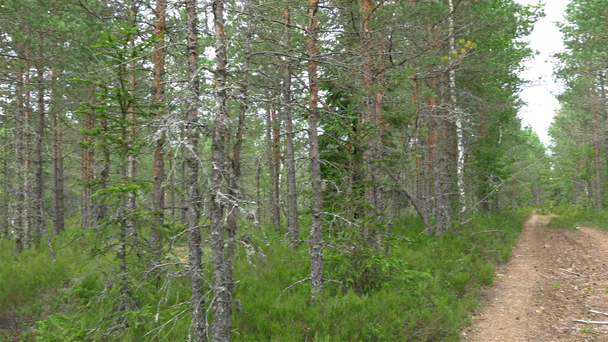 Estonya Gh4 Uhd ormanında çam ağaçlarının İzi - Video, Çekim