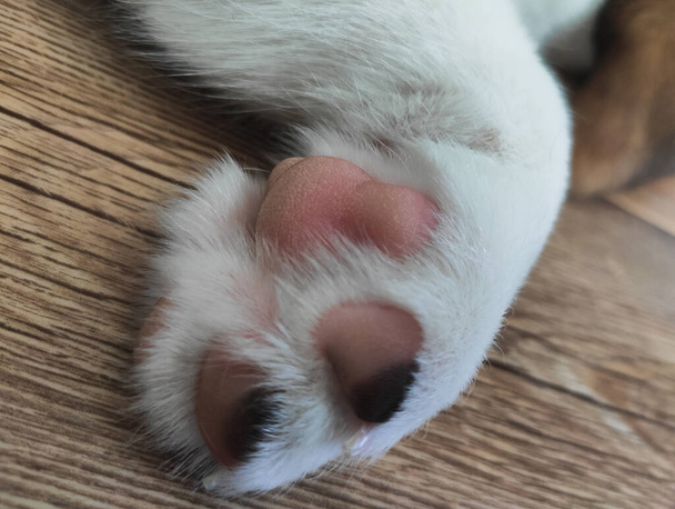lindo pequeño cachorro patas, mascota durmiendo, pie de perro - Foto, imagen