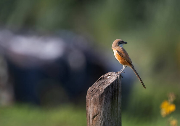 A long tail shrike in a garden sitting on wooden log looking back - Photo, Image