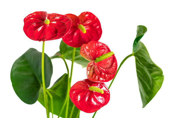 House plant Anthurium in white flowerpot isolated on white table and background - Photo, Image