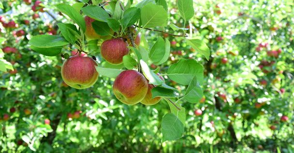 Manzanas rojas maduras: huertos de manzanas en el Tirol del Sur poco antes de la cosecha de manzanas - Foto, imagen