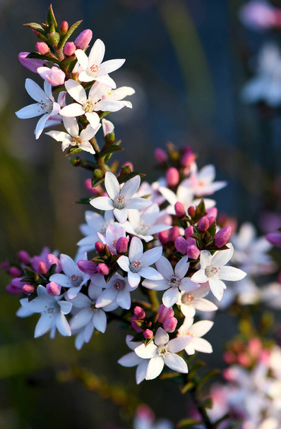 White flowers and pink buds of the Australian native Box Leaf Waxflower, Philotheca buxifolia, family Rutaceae, growing wild among rushes in heath, Sydney, NSW, Australia. Winter to spring flowering - Photo, Image