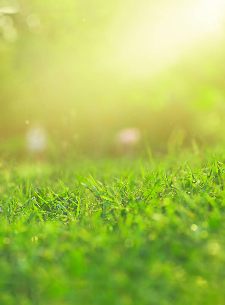 Blurred Green grass on green background with soft focus and copy space, eco concept - Fotografie, Obrázek